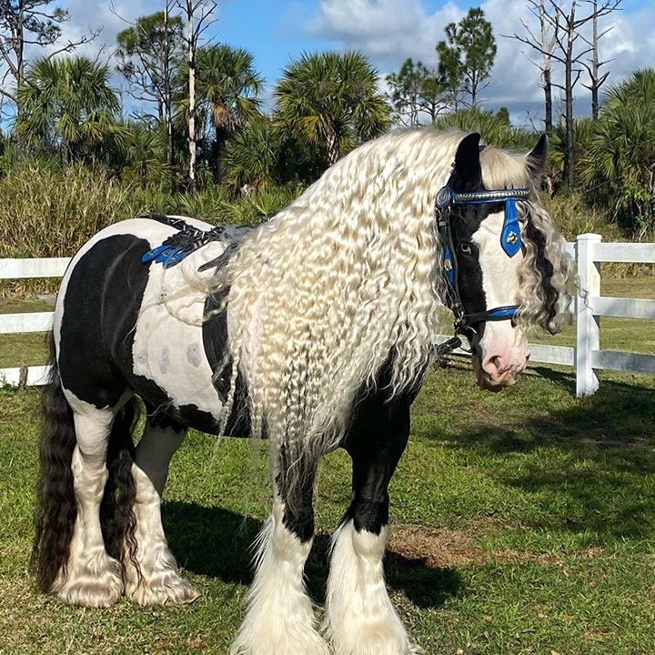 Horses With Amazing Hair